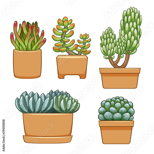 Succulent in flowerpot. Hand drawn set collection.