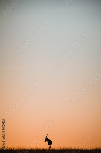 Impala Sunset Africa 