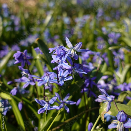 forget me not flowers