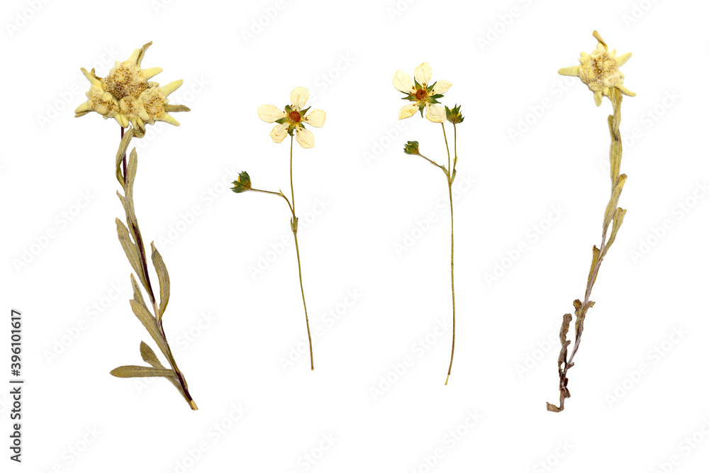 Elegant set of dry wild field flowers and edelweiss flowers isolated on white background, textured decorative floral elements in soft tones, macro, flat lay, top view