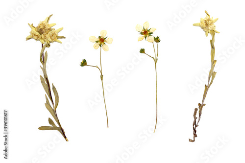 Elegant set of dry wild field flowers and edelweiss flowers isolated on white background, textured decorative floral elements in soft tones, macro, flat lay, top view