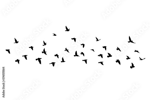 Flying birds silhouettes on isolated background. Vector illustration. isolated bird flying. tattoo and wallpaper background design. sky and cloud with fly bird. color shade palette. © SeemaLotion