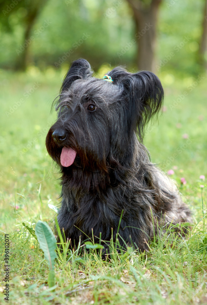 Sky Terrier dog walks in the Park in the summer. Sky Terrier dog walks in the Park in the summer.