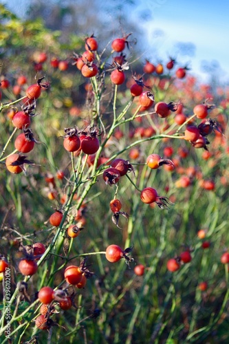 red rosehip berries on a bush