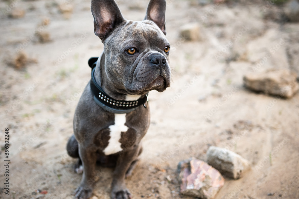 Cute French Bulldog on a clearing in the forest	
