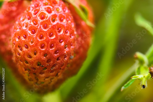 Close-up view of strawberries. berries and green leaves. Beautiful nature background. color natural