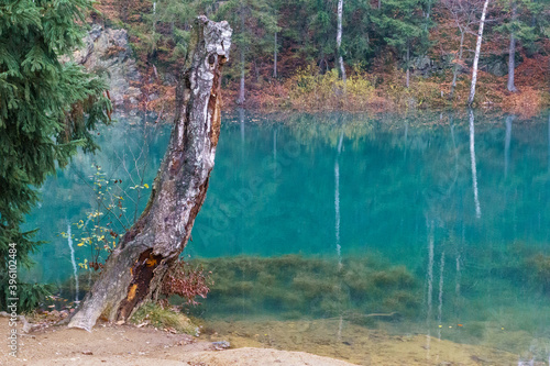 Jeziorko Błękitne Jesień Drzewo Sowa Odbicia w wodzie 3