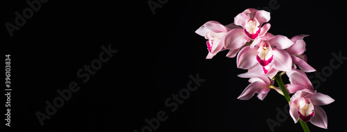 tropical lovely pink orchid on black background, wide horizontal format. place for text