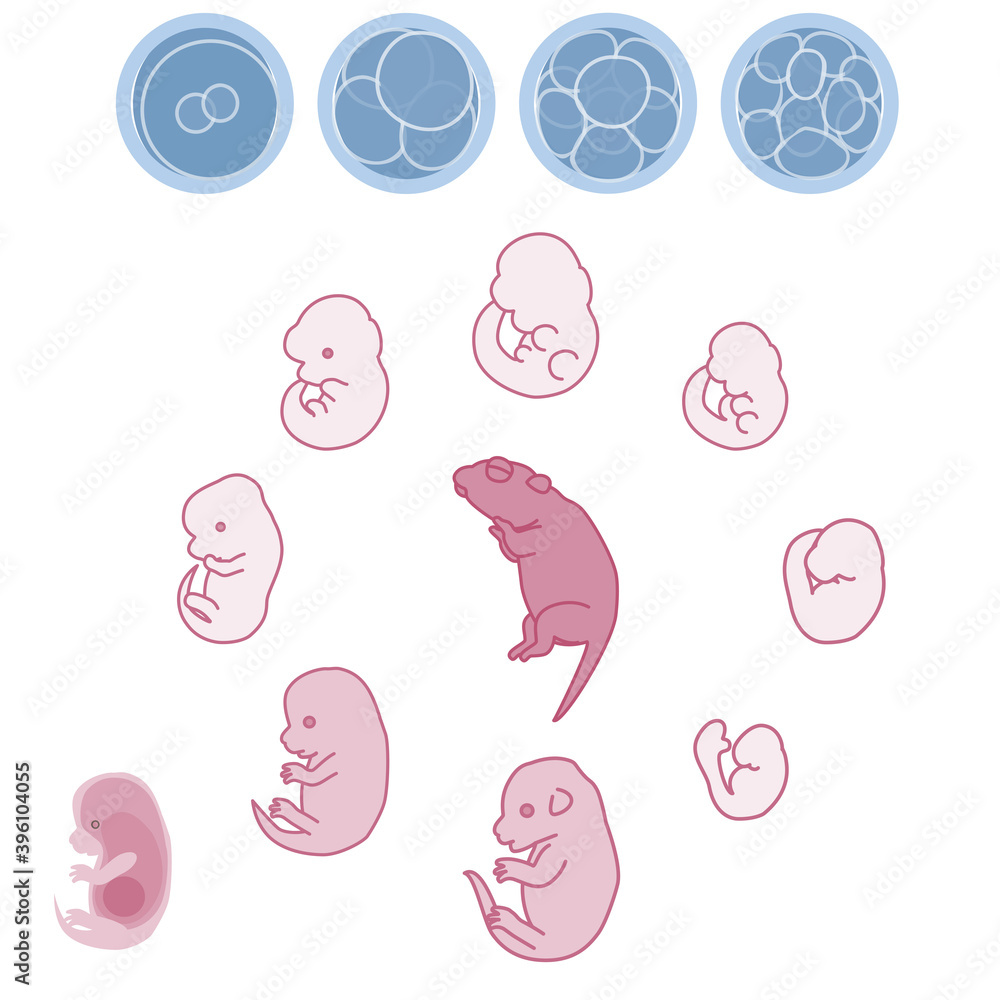 マウス胚 胎児の成長過程のベクターイラスト Stock Vektorgrafik Adobe Stock