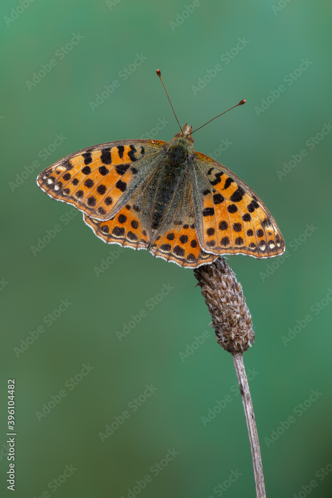 Fototapeta premium Queen of Spain fritillary - Issoria lathonia