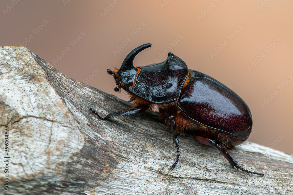insect - European rhinoceros beetle - Oryctes nasicornis - obrazy, fototapety, plakaty 