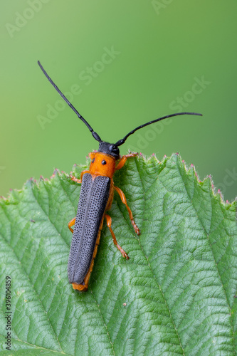 insect - longhorn beetle - Oberea oculata photo
