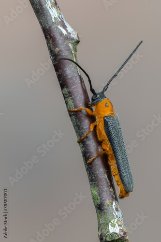 insect - longhorn beetle - Oberea oculata photo