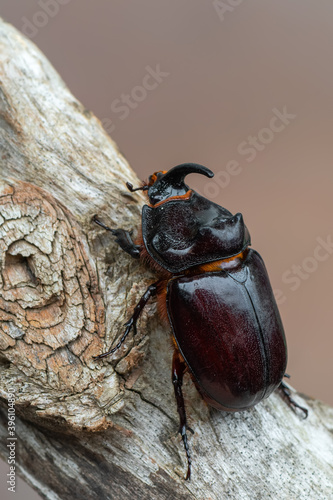 insect - European rhinoceros beetle - Oryctes nasicornis