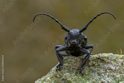 a Weaver beetle - Lamia textor - longhorn beetle © Marek R. Swadzba