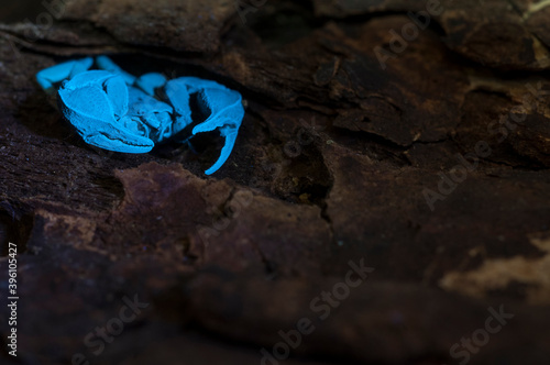 Small wood scorpion (Euscorpius sp.) with uv light. photo