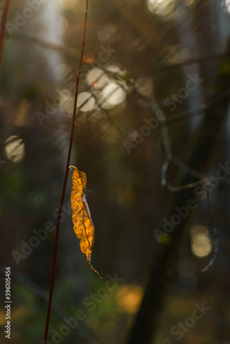 Orange tree leaves. Autumn. Background autumn orange leaves. November blues background. Shallow DOF. 