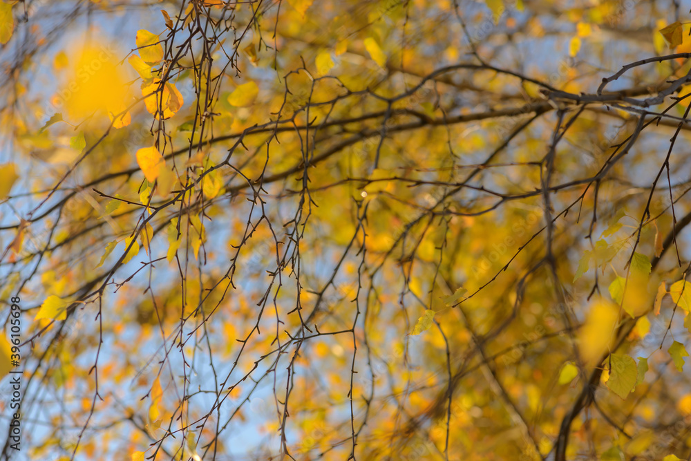 Autumn, yellow leaves. Abstract yellow autumn background. Leaves on the branches in the autumn forest. Abstract yellow autumn background Autumn, yellow leaves. Abstract yellow autumn background. Leaves on the branches in the autumn forest. Abstract yellow autumn background