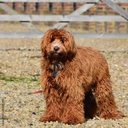 Red Cockapoo Puppy 
