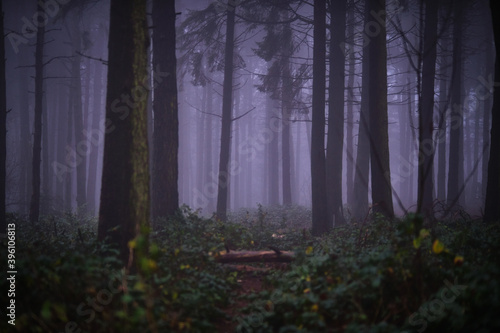 Woodland in fog.