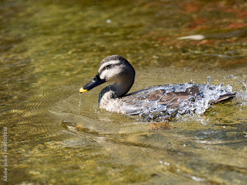 Eastern spot-billed duck in a water feature 2 Eastern spot-billed duck in a water feature 2