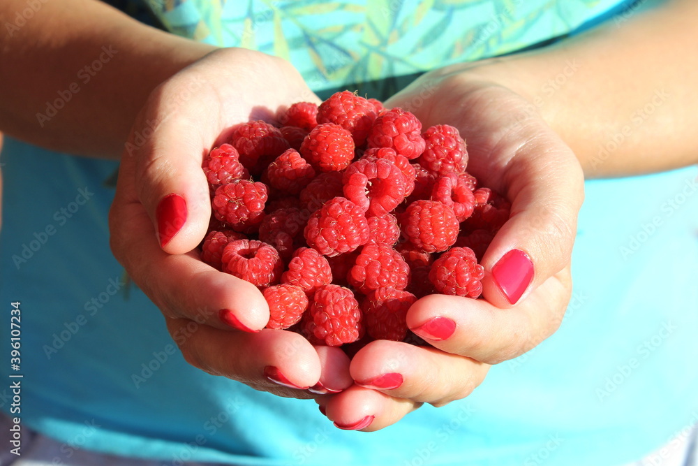 A bunch of fresh raspberries are in women`s hands A bunch of fresh raspberries are in women`s hands