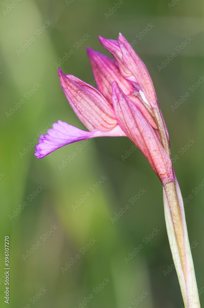 Butterfly orchid (Anacamptis papilionacea), Italy. Butterfly orchid (Anacamptis papilionacea), Italy.