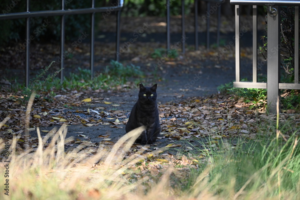 公園で生きる黒猫 公園で生きる黒猫