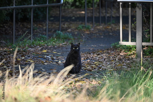 公園で生きる黒猫