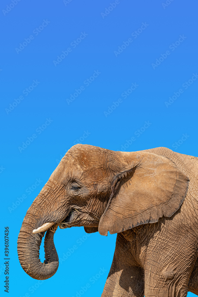 Naklejka premium Cover page with portrait of huge and powerful African elephant with tusks at blue sky gradient background with copy space for text, closeup, details.