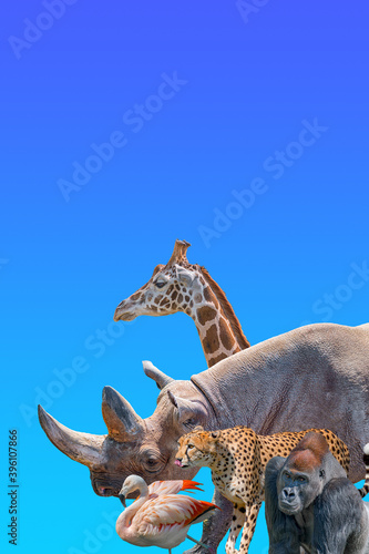 Cover page with most vulnerable wildlife animals in Africa, rhino, cheetah, gorilla, giraffe and flamingo at blue sky gradient background with copy space for text, closeup, details.