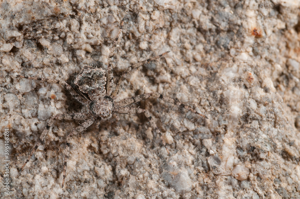 Running crab spider (Philodromus margaritatus). Running crab spider (Philodromus margaritatus).