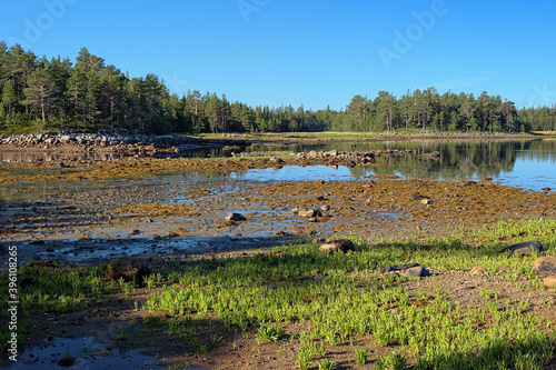 Coast of White Sea on the Sosnovaya Bay of Bolshoy Solovetsky Island during the low tide, Solovetsky archipelago, Russia photo