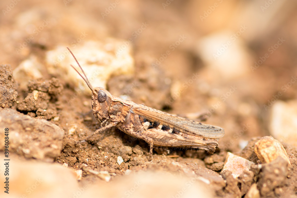 Brown Common Field Grasshopper, Chorthippus brunneus Brown Common Field Grasshopper, Chorthippus brunneus