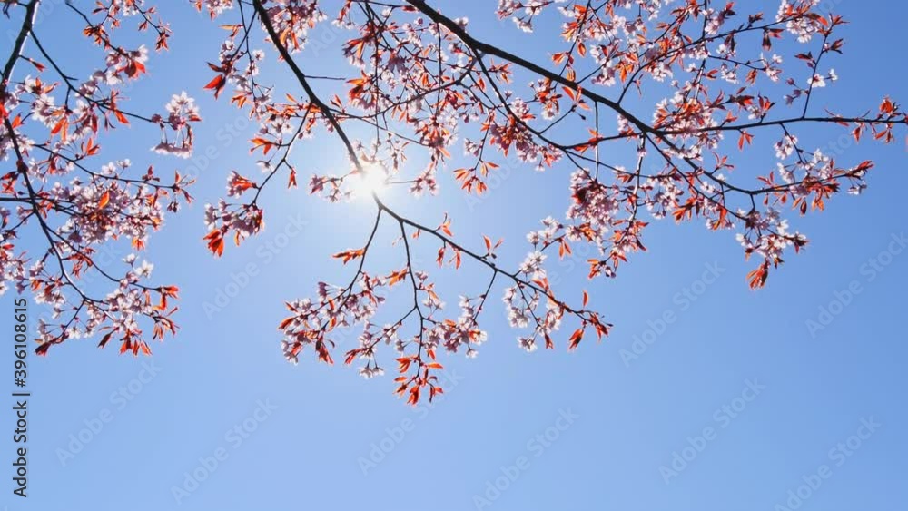 Cherry blossom branches on blue sky background, blinding sunlight, low-angle Cherry blossom branches on blue sky background, blinding sunlight, low-angle