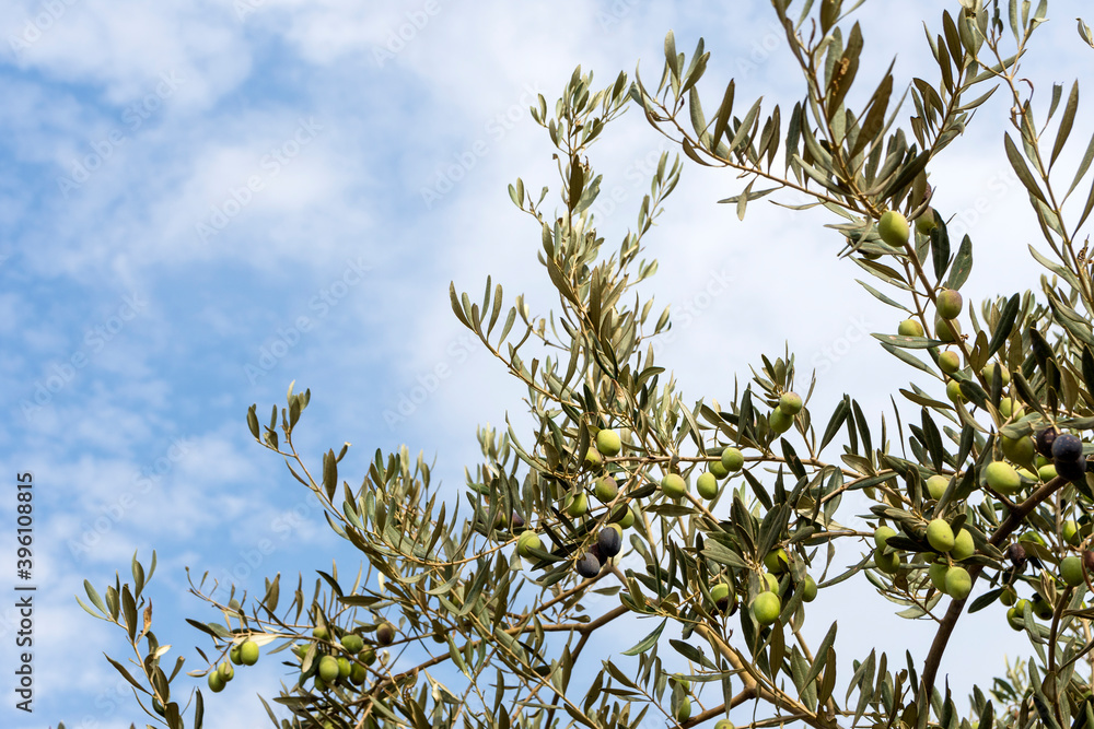 Olive tree, Olea Europaea, with green olives on branches Olive tree, Olea Europaea, with green olives on branches