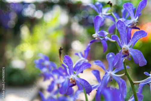 blue orchid flowers in the garden