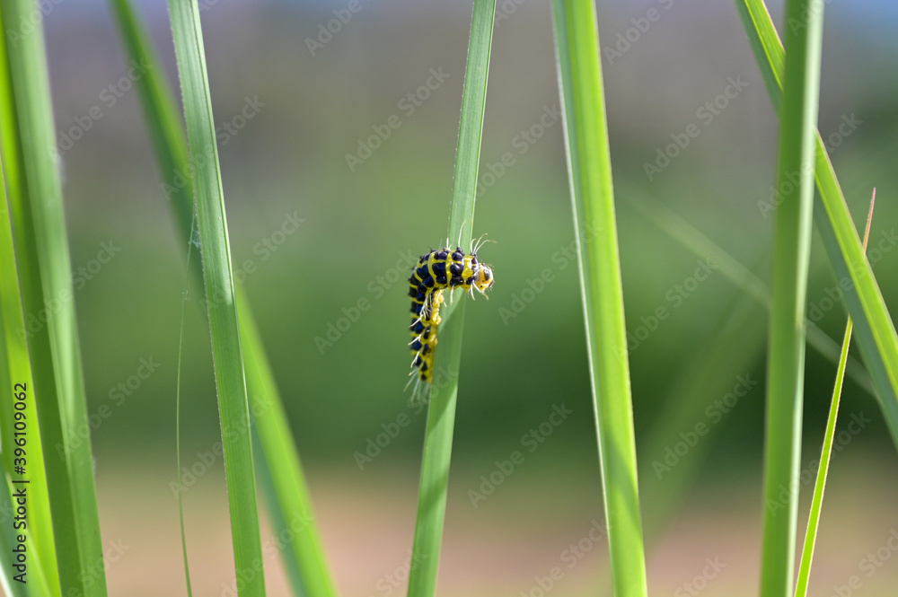 yellow and black caterpillar on a green grass leaf as camouflage on green background yellow and black caterpillar on a green grass leaf as camouflage on green background