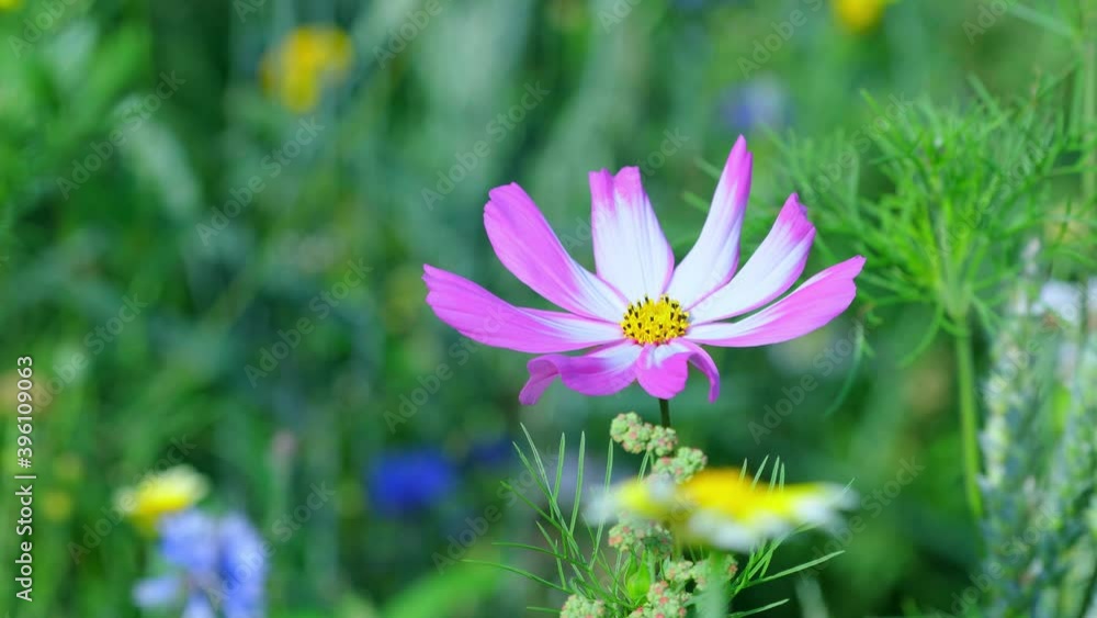 Pink cosmos swaying in the wind, blur background, copy space Pink cosmos swaying in the wind, blur background, copy space