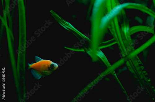 glowfish in aquarium photo