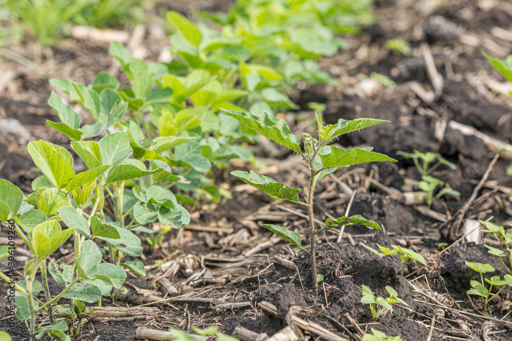 Common cocklebur weed growing in rows of soybean field. Concept of agricultural weed control and management with herbicide and cultivation methods Common cocklebur weed growing in rows of soybean field. Concept of agricultural weed control and management with herbicide and cultivation methods