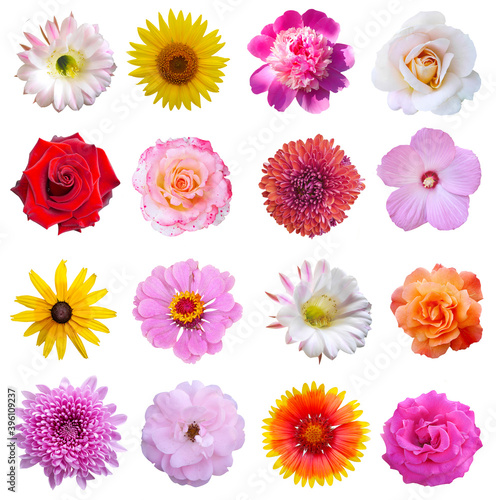 Macro photo of flowers set: rose, 
sunflower, peony, zinnia, cirsium, bristly rose, common mallow, grysanthemum  on a white isolated background