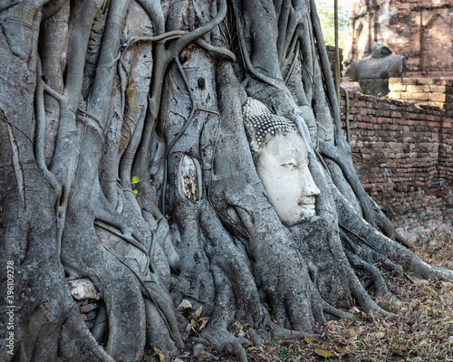 Buddha's head trapped among the roots of a Bodhi tree. Big head made of white stone, profile picture, serene face. Archeological site Wat Maha That, Ayutthaya, Thailand, Asia. UNESCO World heritage