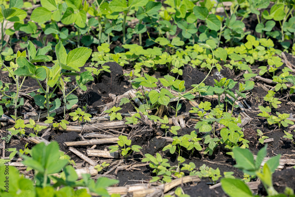 Ivy-leaf morning glory vine weed growing in rows of soybean field. Concept of agricultural weed control and management with herbicide and cultivation methods Ivy-leaf morning glory vine weed growing in rows of soybean field. Concept of agricultural weed control and management with herbicide and cultivation methods