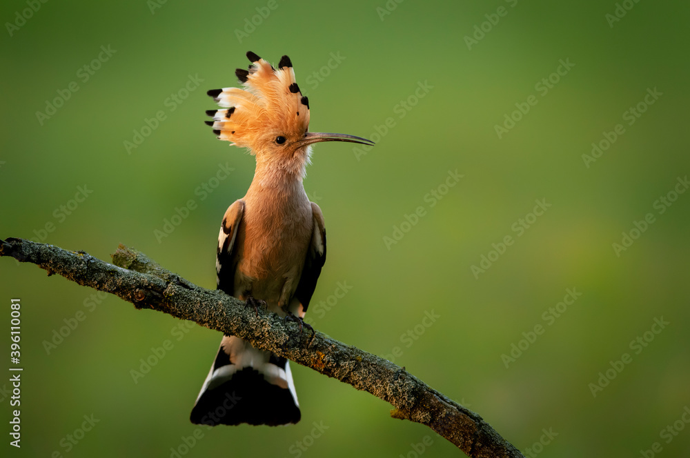 Fototapeta premium Eurasian hoopoe bird close up ( Upupa epops )