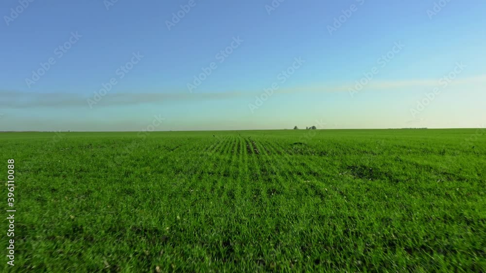 Endless green field of winter wheat or rye grass, agriculture, planted crops Endless green field of winter wheat or rye grass, agriculture, planted crops