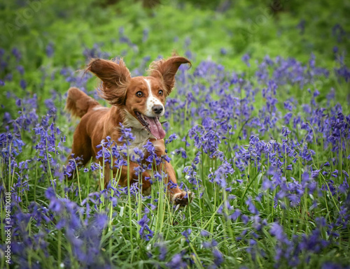 Gold Working Cocker Spaniel running through bluebells in woodland in the Spring with ears flying