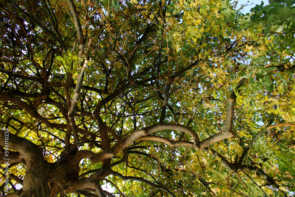 Fototapeta premium nature park and dogs barking in autumn 