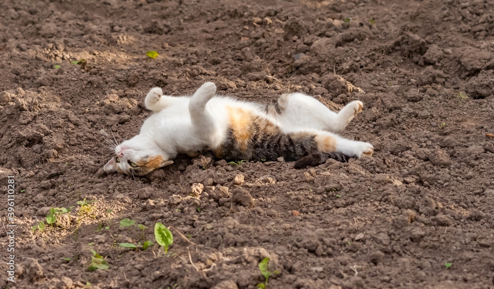 Tricolor domestic cat lying on the ground in the garden in the summer Tricolor domestic cat lying on the ground in the garden in the summer