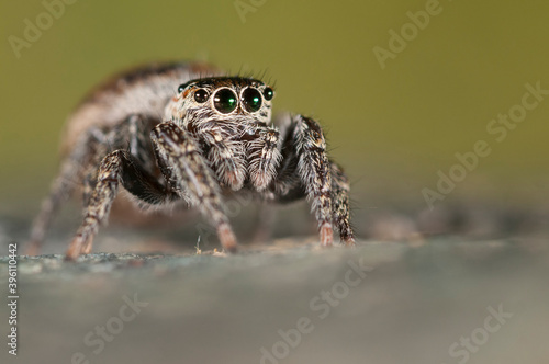 Jumping spider (Evarcha falcata) female, Italy.